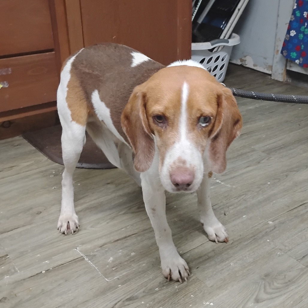 A beagle stands on a wooden floor, looking curiously at the camera. A laundry basket is in the background.