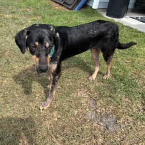 A black and tan dog stands on grass, looking curiously at the camera.
