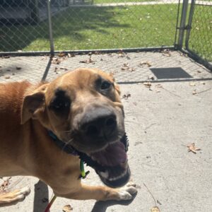A happy brown dog with a collar walks towards the camera, tongue out, in a fenced outdoor area.
