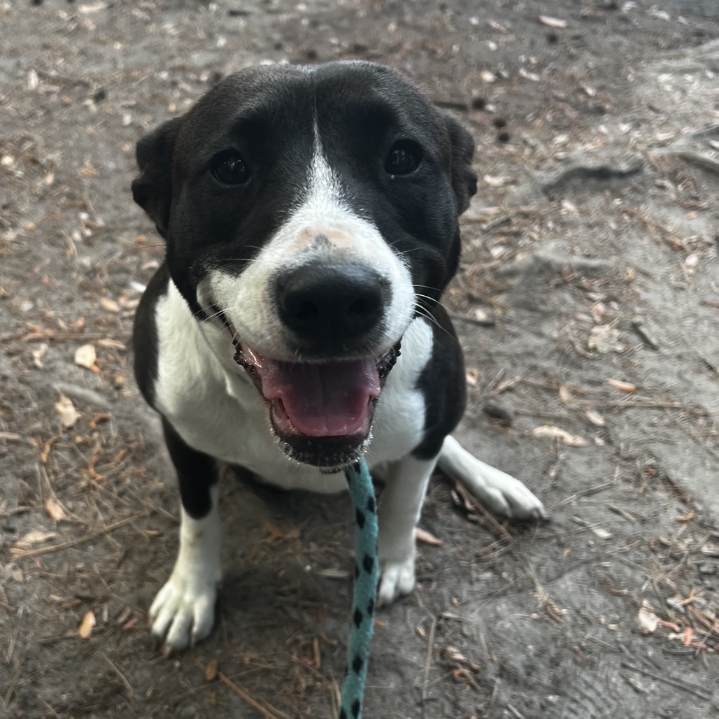 A happy black and white dog sits on the ground, wearing a blue leash.