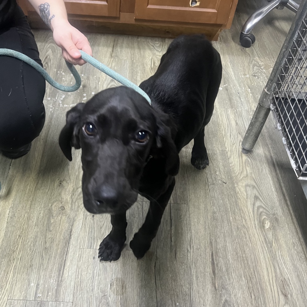 A black puppy on a leash approaches, with a person’s hand holding the leash nearby.