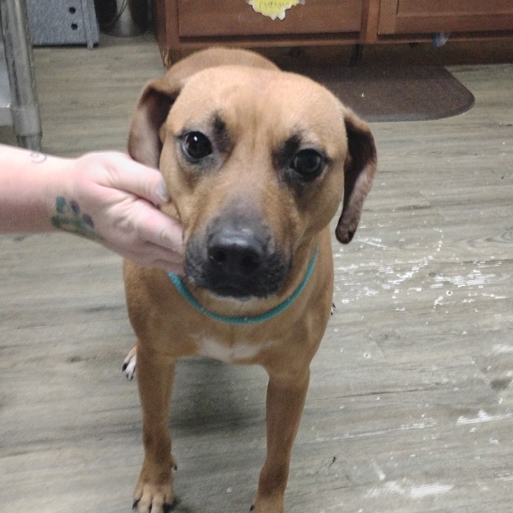 A person gently holds a dog's face, while the dog looks directly at the camera.