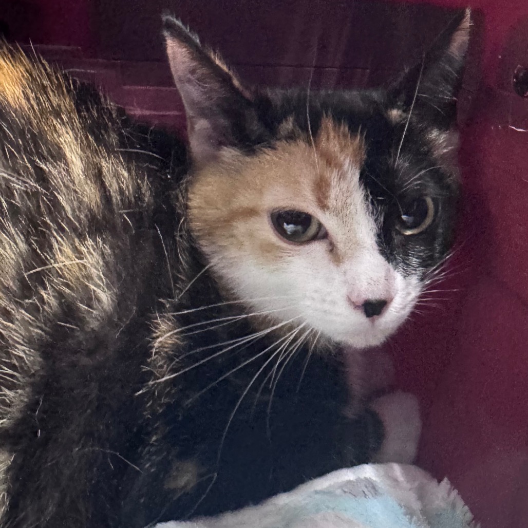 A calico cat with distinct fur patterns sits in a cozy space, looking curiously at the viewer.