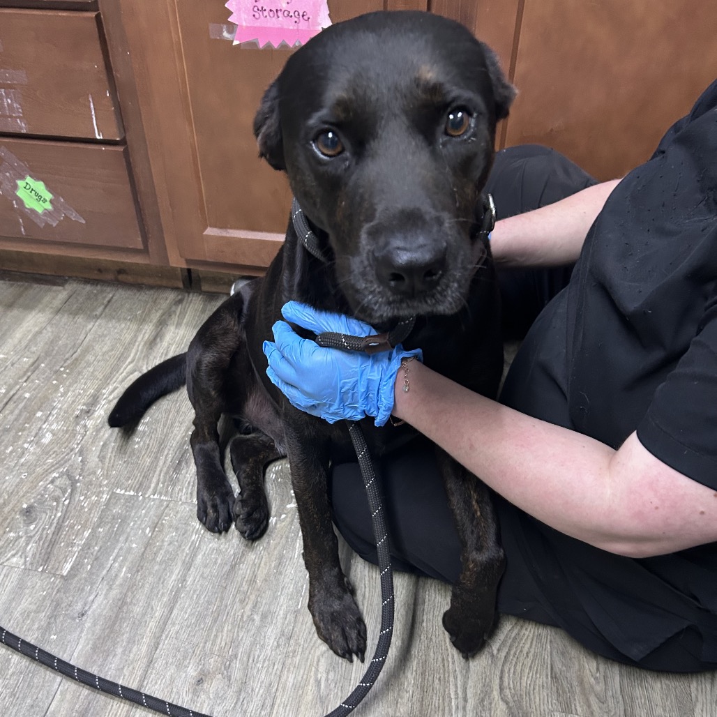 A person in gloves gently holds a black dog with a leash in a veterinary setting.