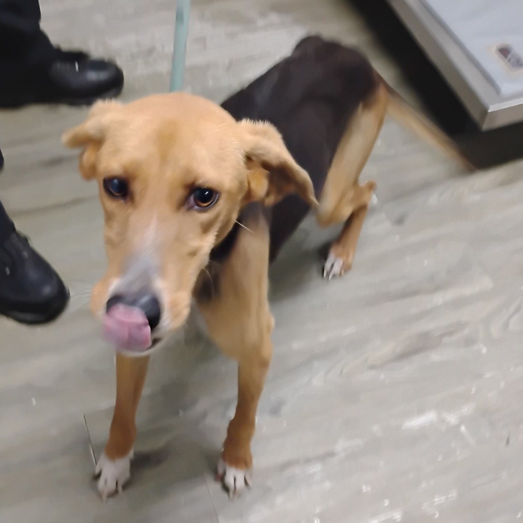 A brown dog stands on a floor, licking its nose, with a person’s foot visible nearby.