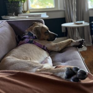 A dog with a purple harness lounges on a couch, resting its head and paws comfortably.