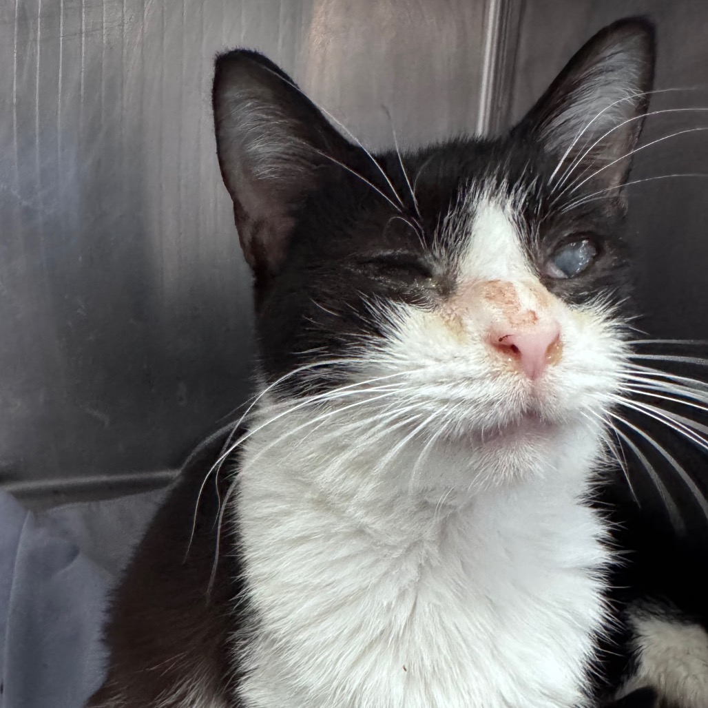 A black and white cat with one eye partially closed, resting in a cozy environment.