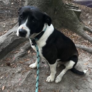 A black and white dog sits on the ground, leashed near a tree, looking curiously at the camera.