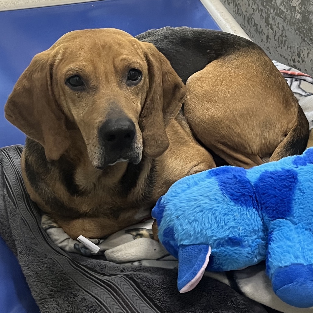 A brown dog curls up on a blanket next to a blue stuffed toy.