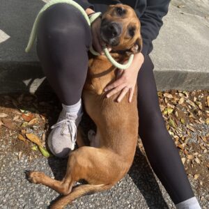 A person sits on the ground, petting a brown dog with a leash around its neck.
