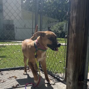 A brown dog with a colorful leash stands near a chain-link fence, looking excited in a grassy area.