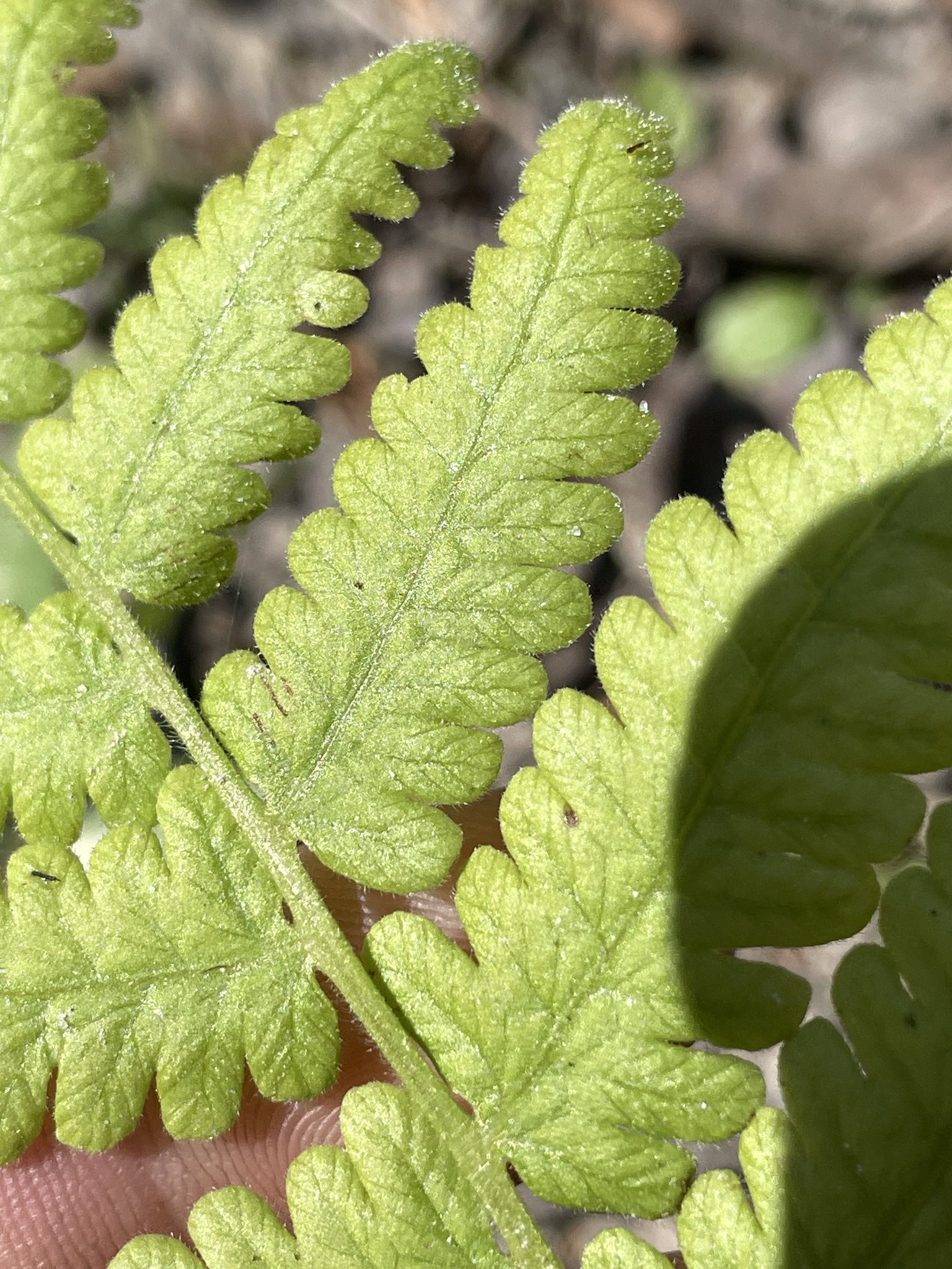 Close-up of vibrant green fern leaves held between fingers, showcasing their intricate texture and shape.