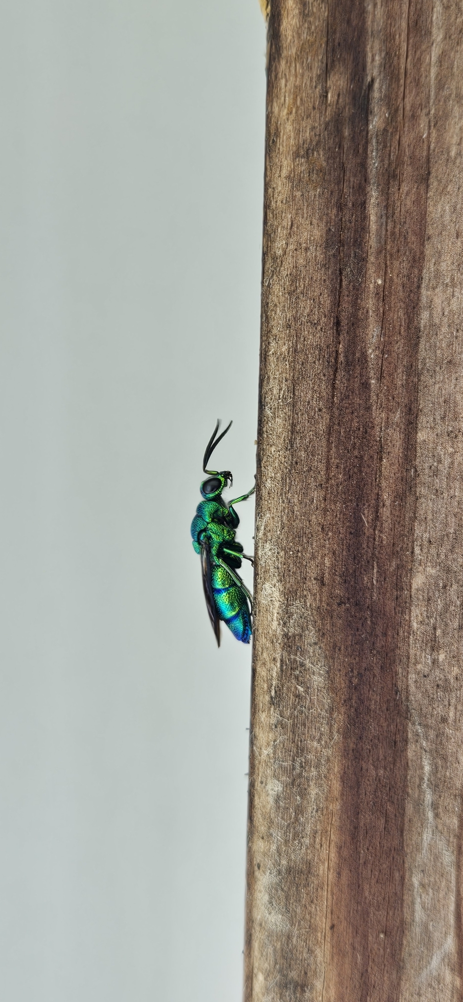 A vibrant green and blue insect climbs a wooden surface.