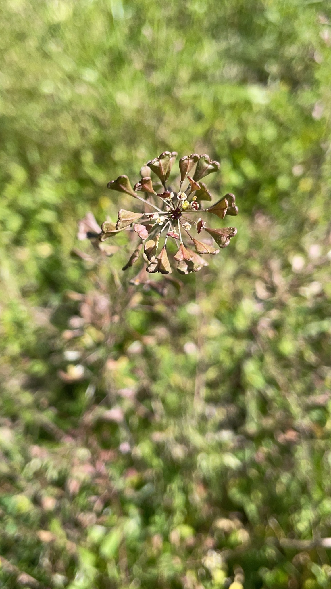 A close-up of a delicate flower with brown, petal-like structures against a blurred green background.
