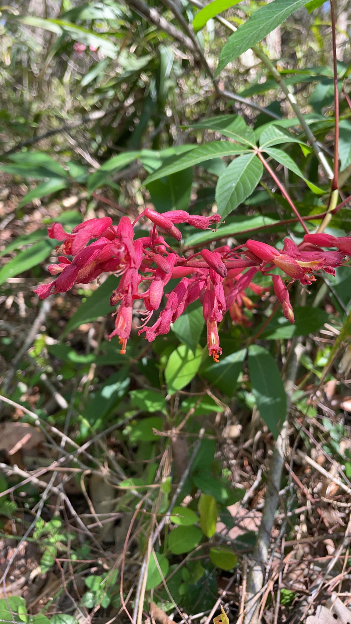 Bright red tubular flowers grow among green leaves in a natural setting.