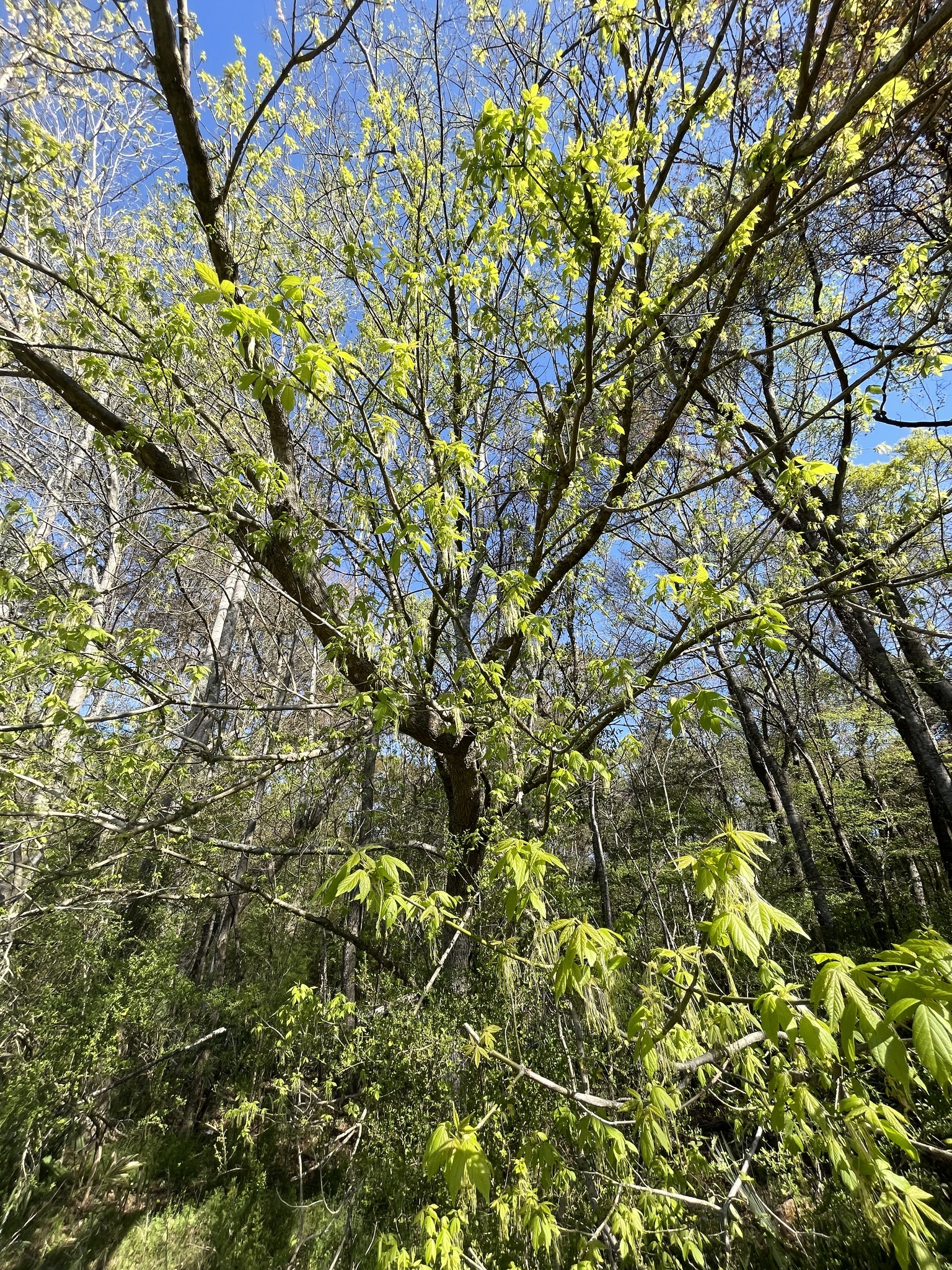 Lush green leaves on trees against a clear blue sky in a forested area.