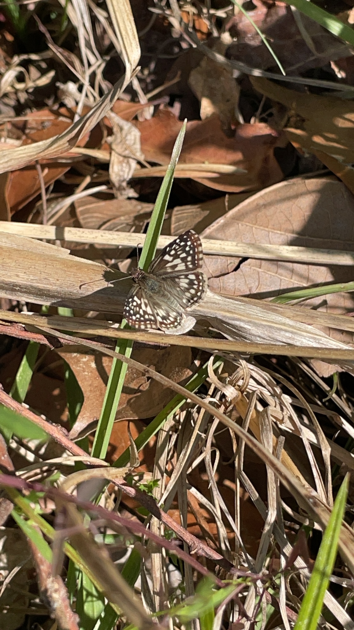 A small butterfly rests on dry grass and leaves, blending into its surroundings.