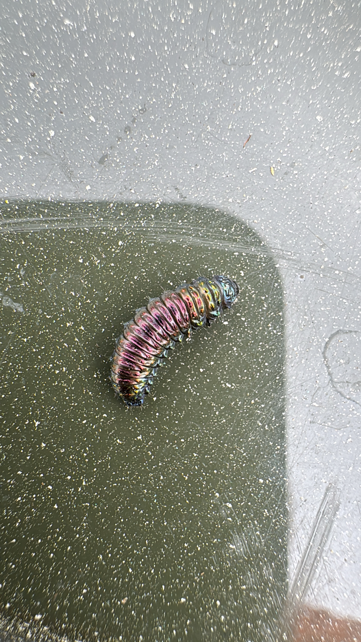 A colorful caterpillar crawls on a textured surface with specks of dust.