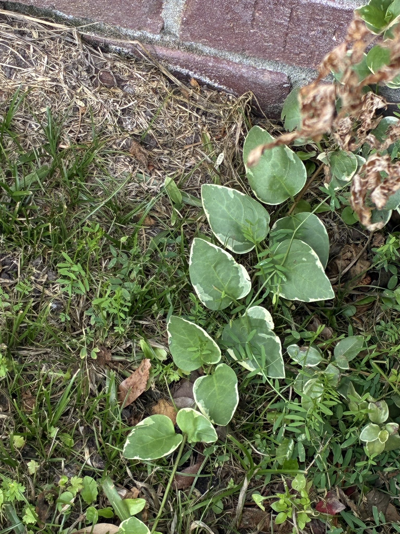 Green leaves with white edges grow among grass and dried leaves near a brick wall.