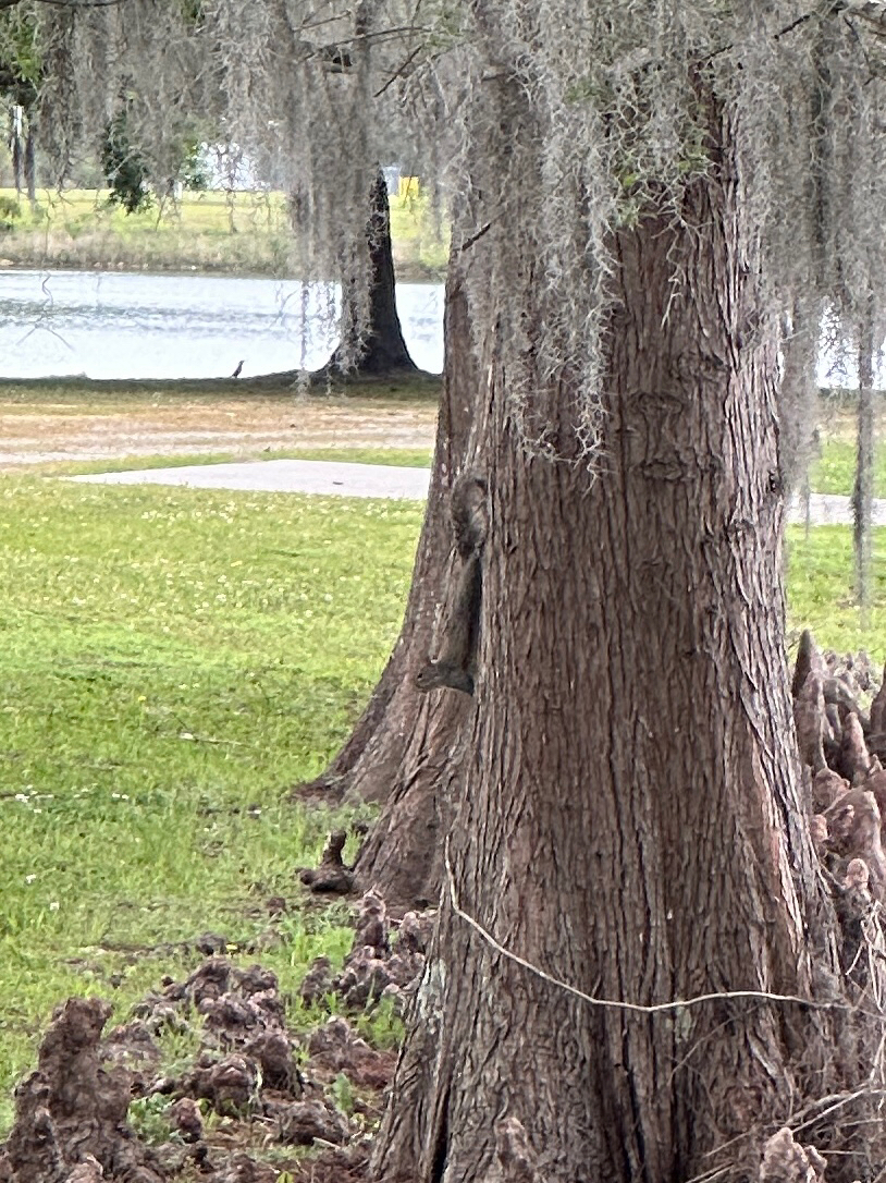 A squirrel climbs a tree near a lake, surrounded by grass and cypress knees.