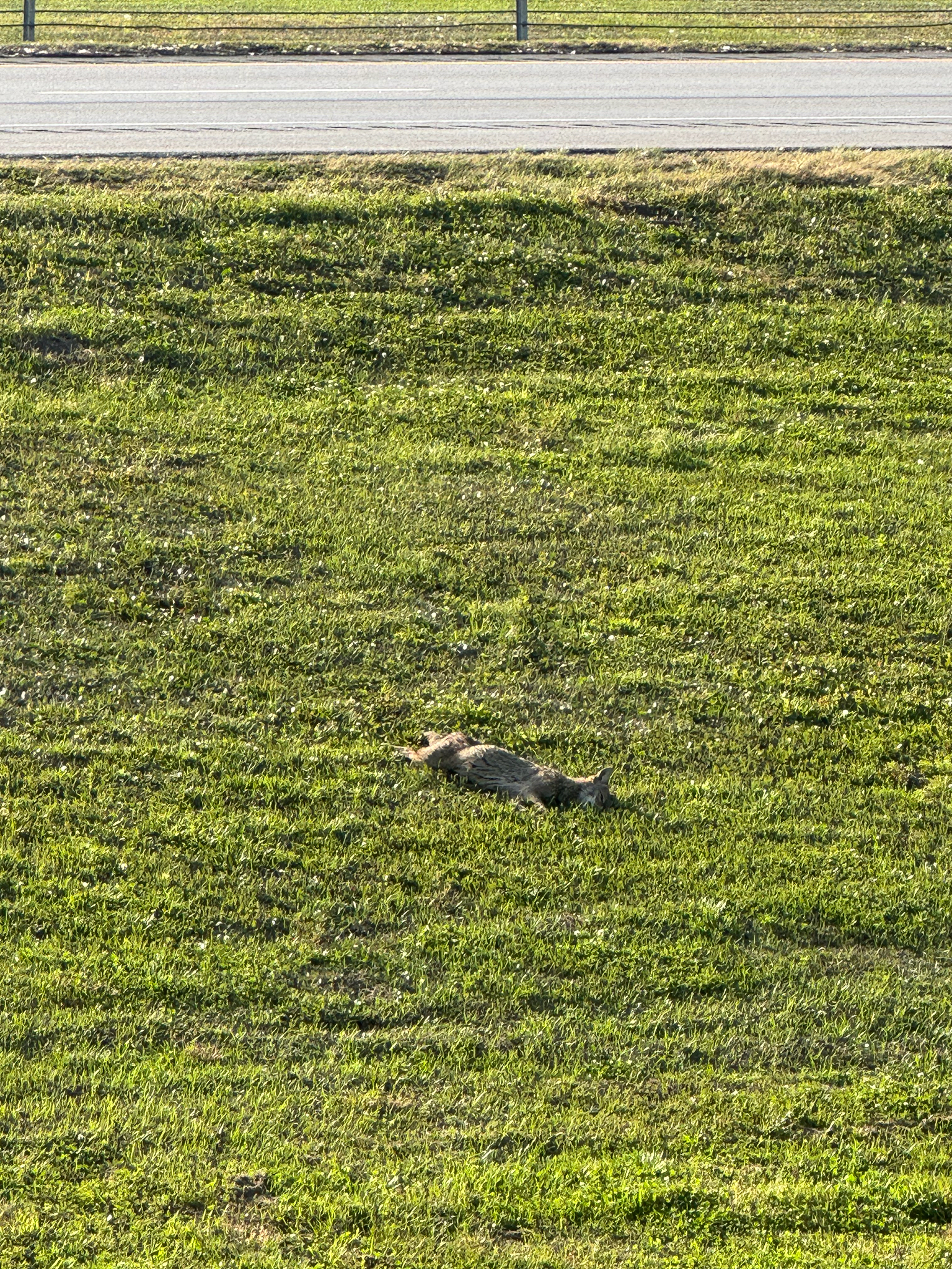 A small animal lies on green grass near a road, partially obscured by the terrain.