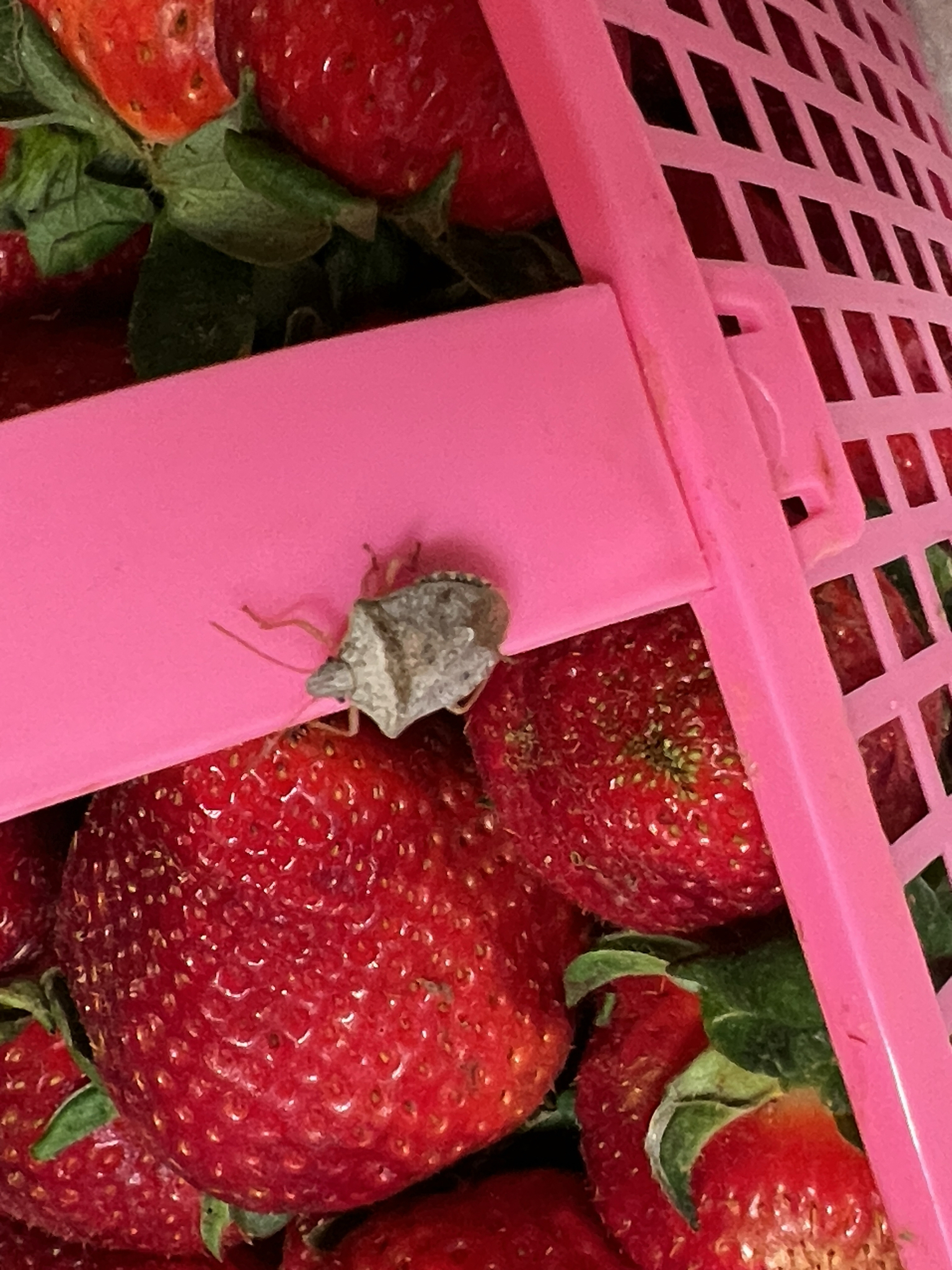 A small insect rests on a pink basket filled with ripe strawberries.