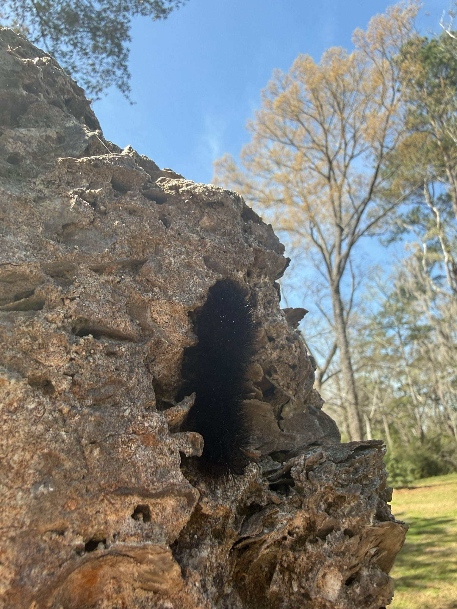 A dark caterpillar emerges from a textured tree bark against a blue sky.