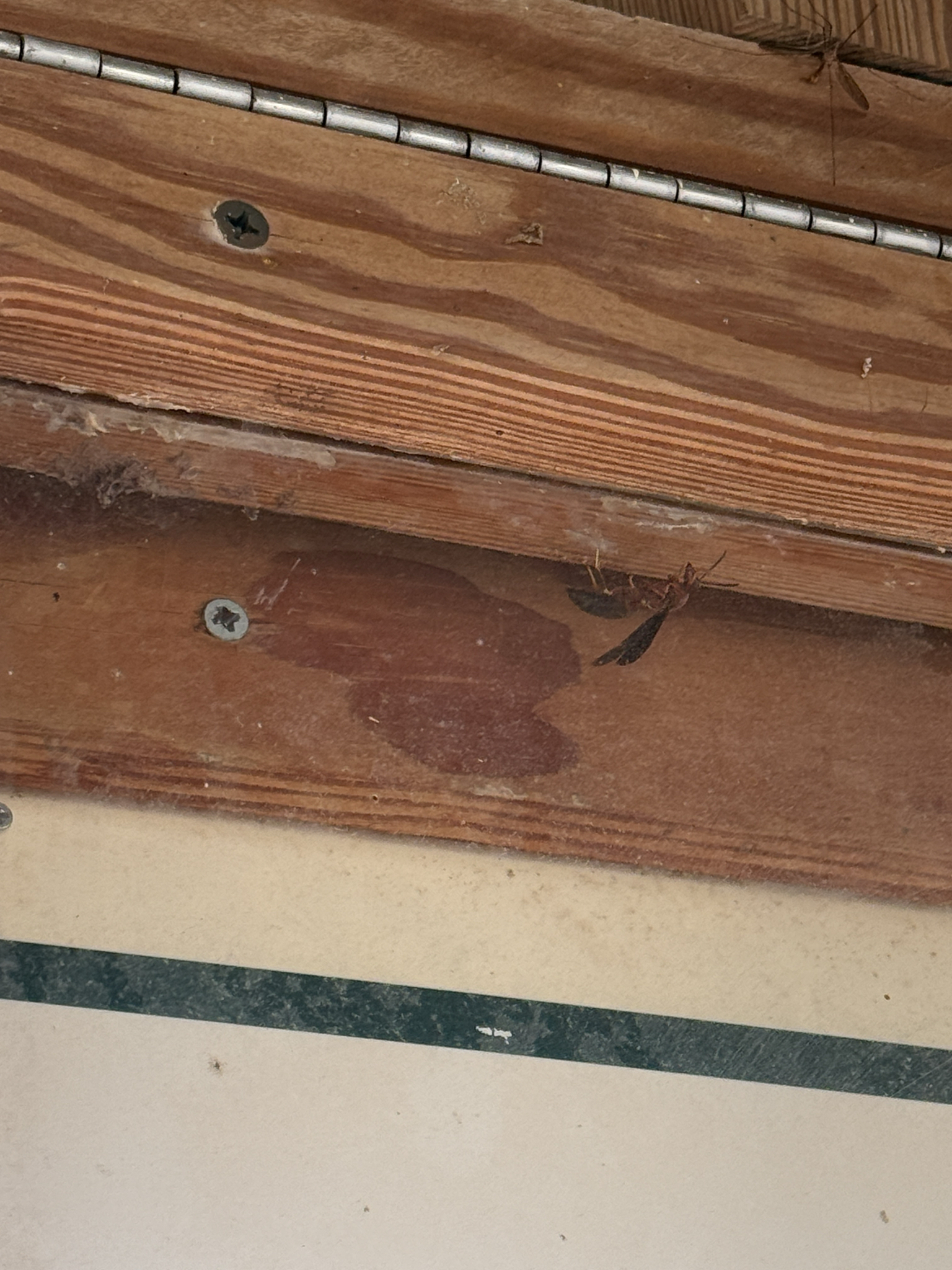 A close-up of wooden surface with screws, a stain, and spider webs. A small insect is visible.