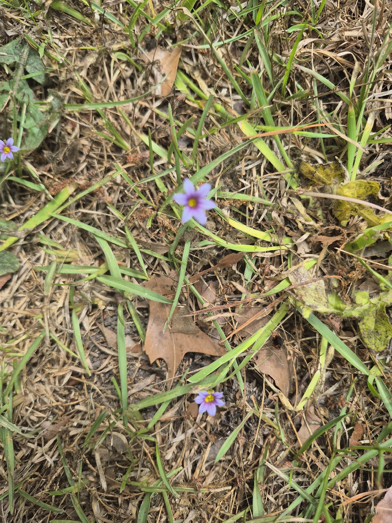 Small purple flower among green grass and fallen leaves on the ground.