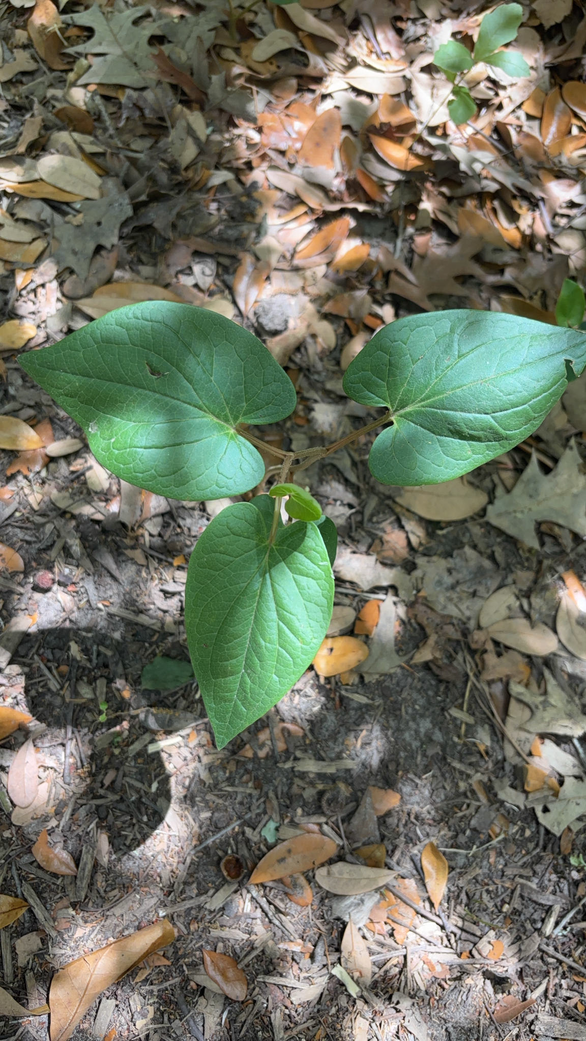 Three large green leaves grow from a small plant on a forest floor covered with dry leaves.