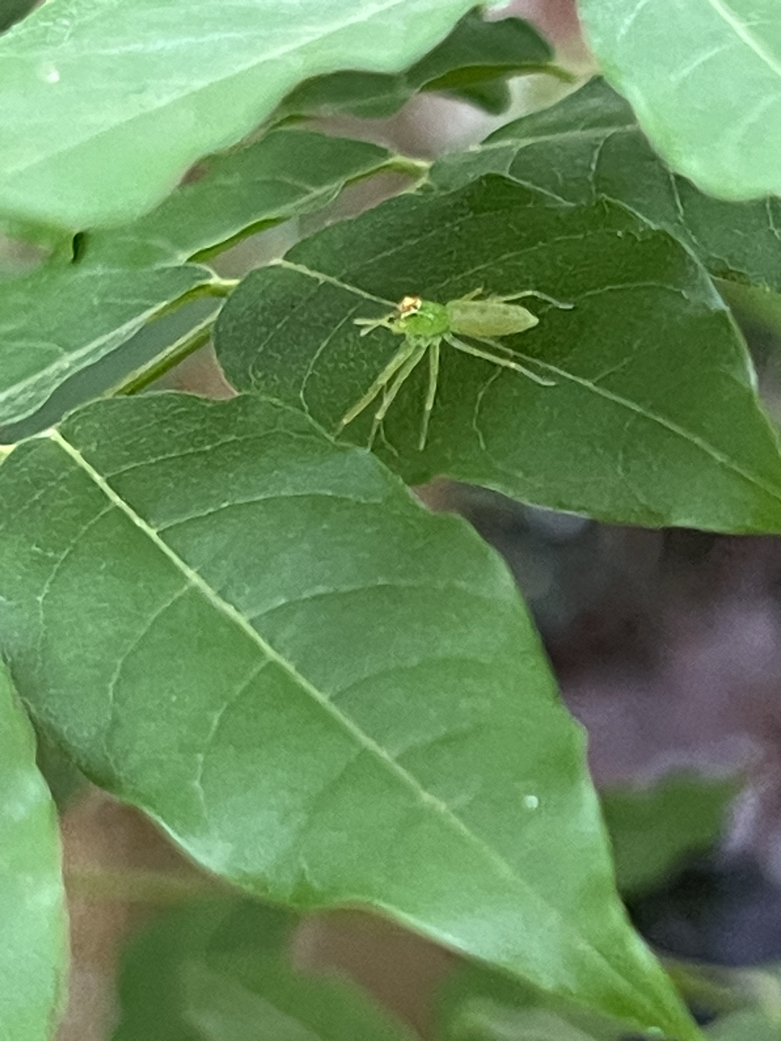 A small green insect rests on a leaf among other green foliage.
