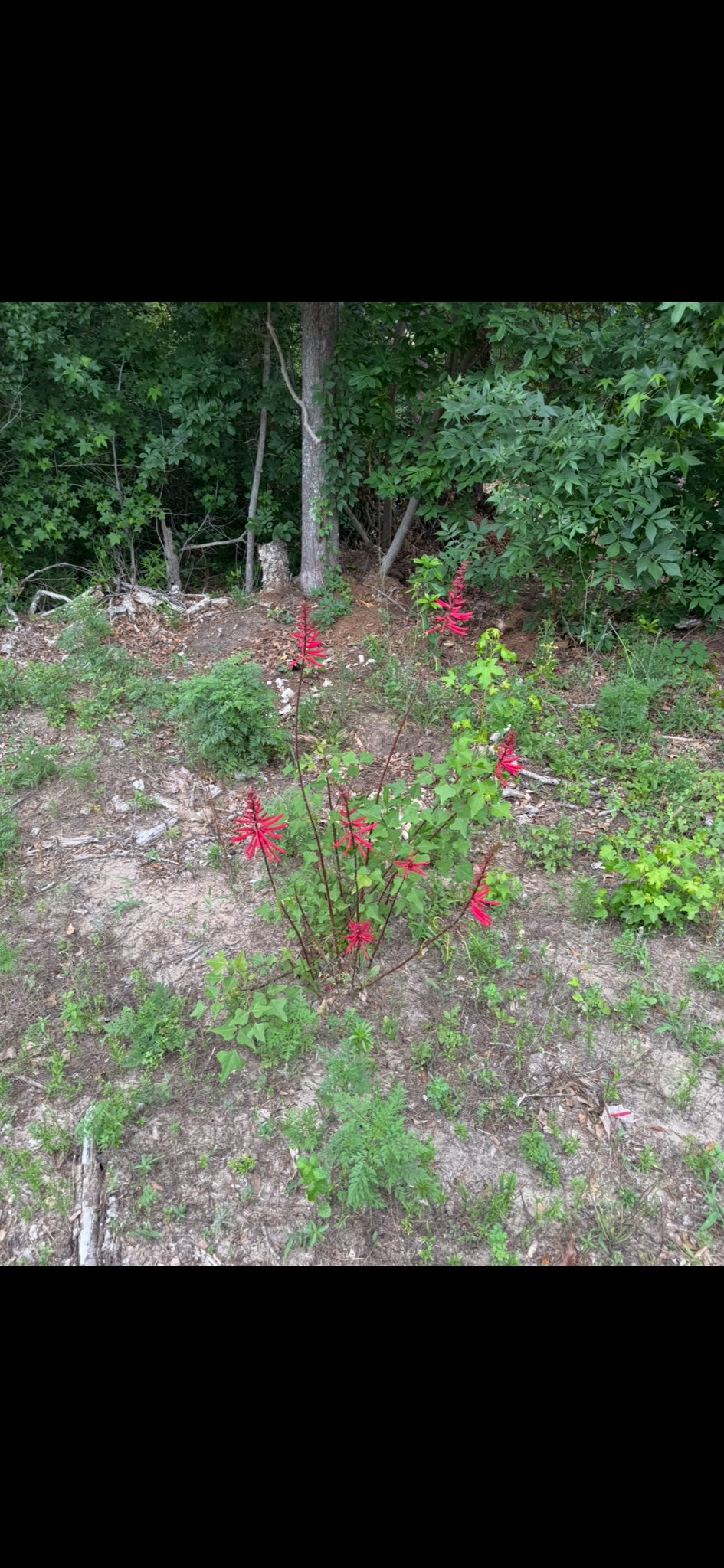 A cluster of red flowers grows among green foliage in a wooded area.