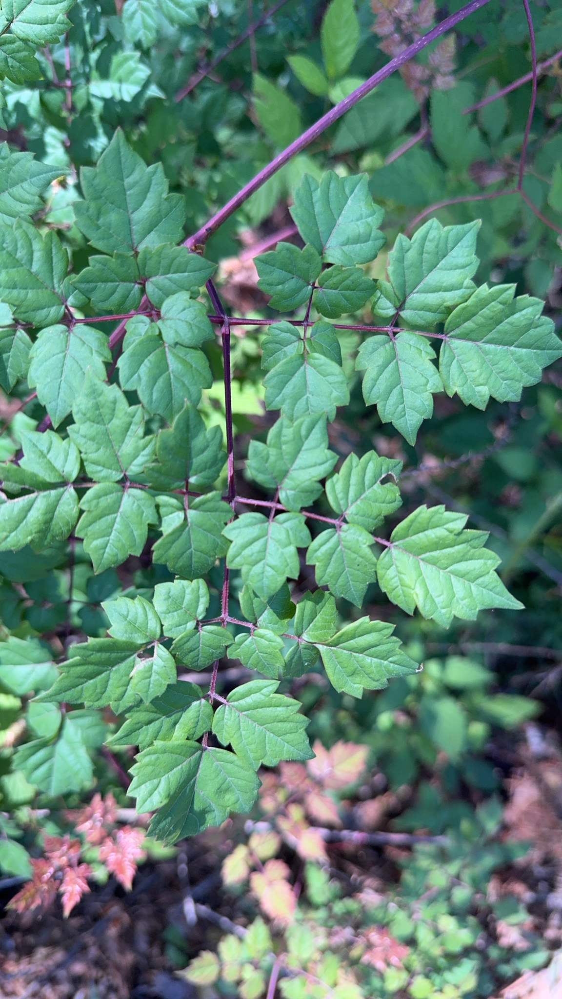 Close-up of green leaves with a reddish stem, surrounded by blurred greenery.