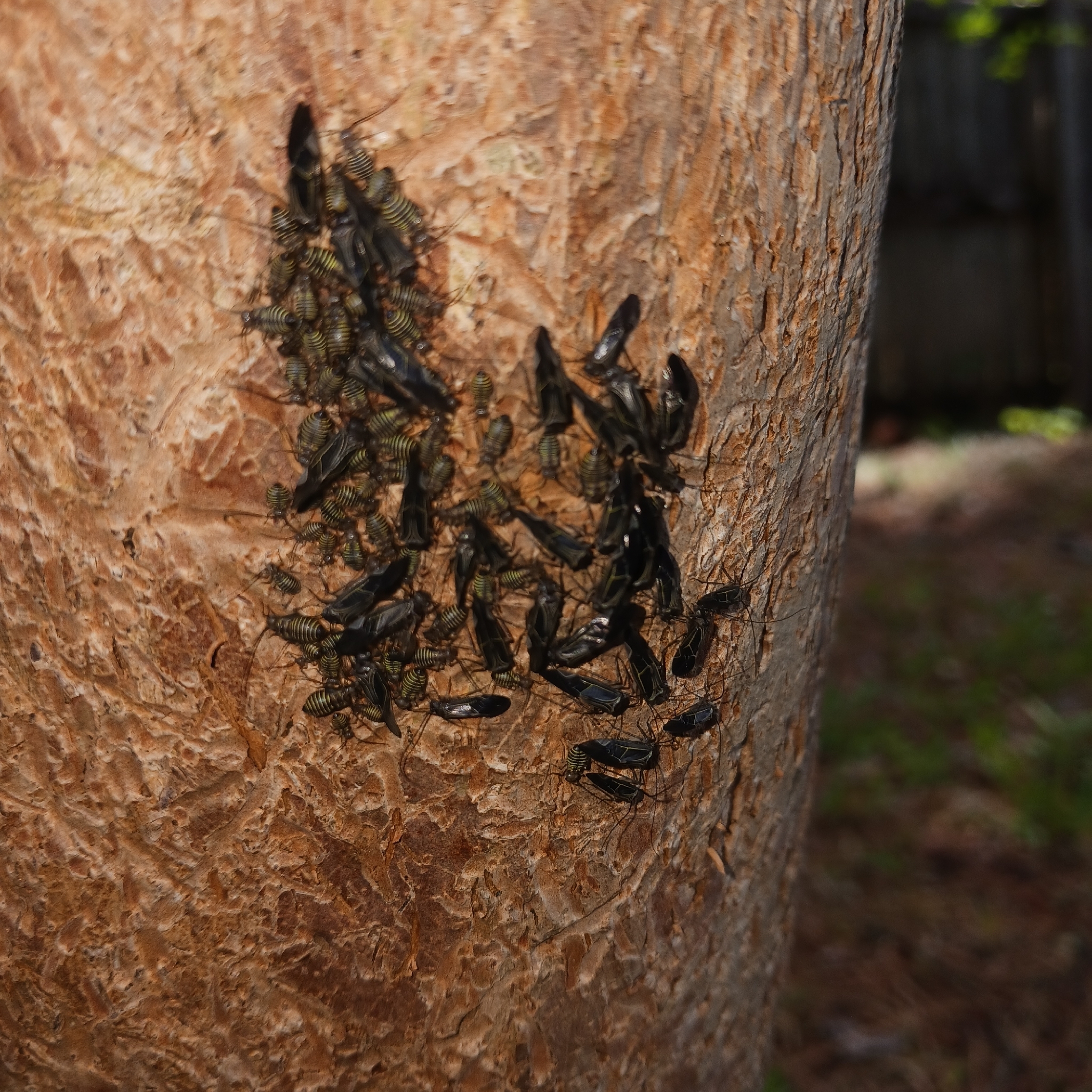 A cluster of black and yellow insects on a textured tree trunk.
