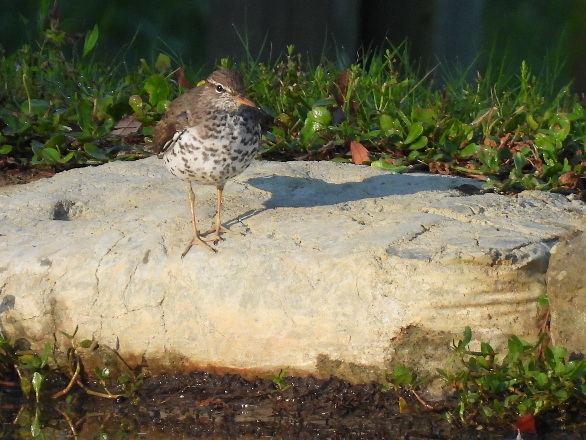 A spotted bird stands on a rock near green grass and water.