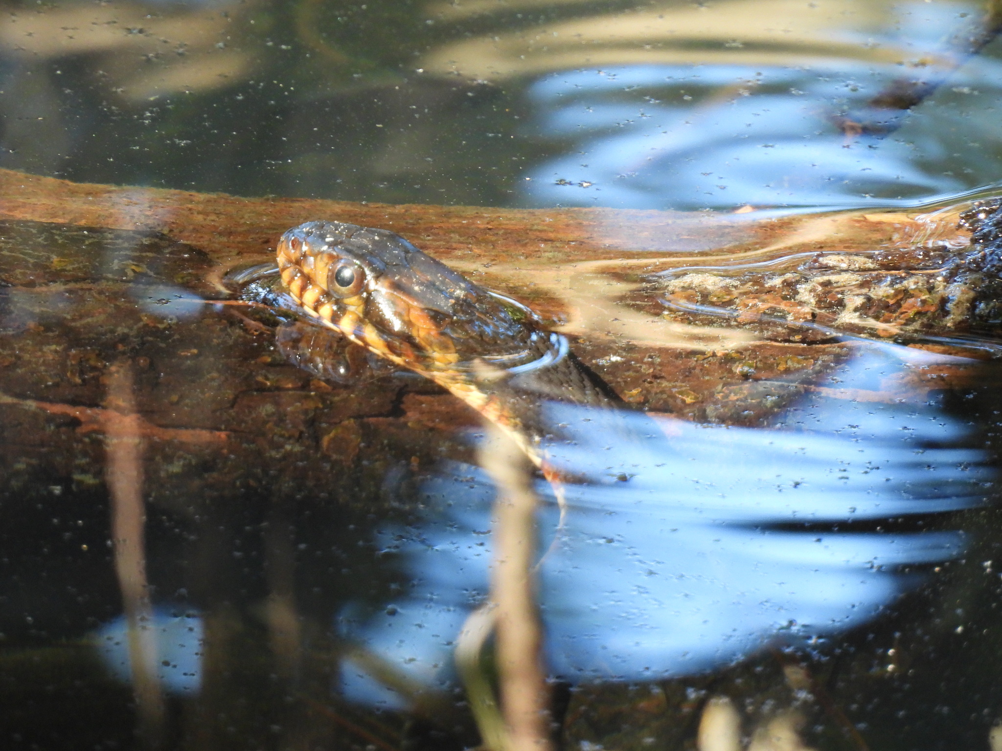 A snake's head emerges from the water near a submerged log.