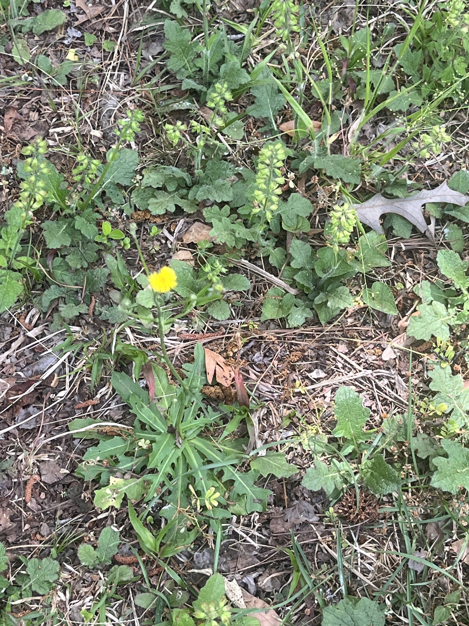 A single yellow flower stands among various green plants and leaves on the ground.