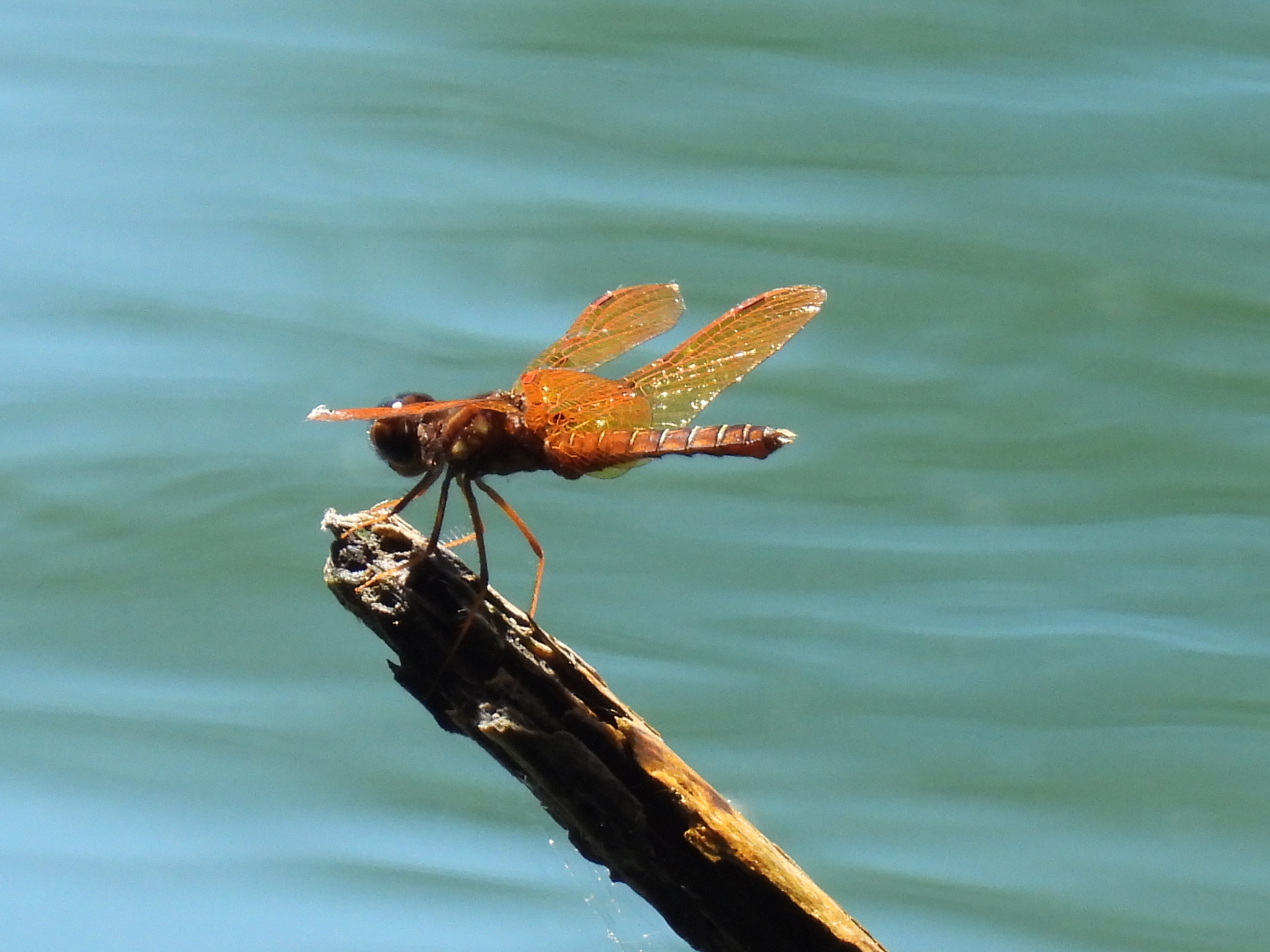 A dragonfly perches on a stick above shimmering water.