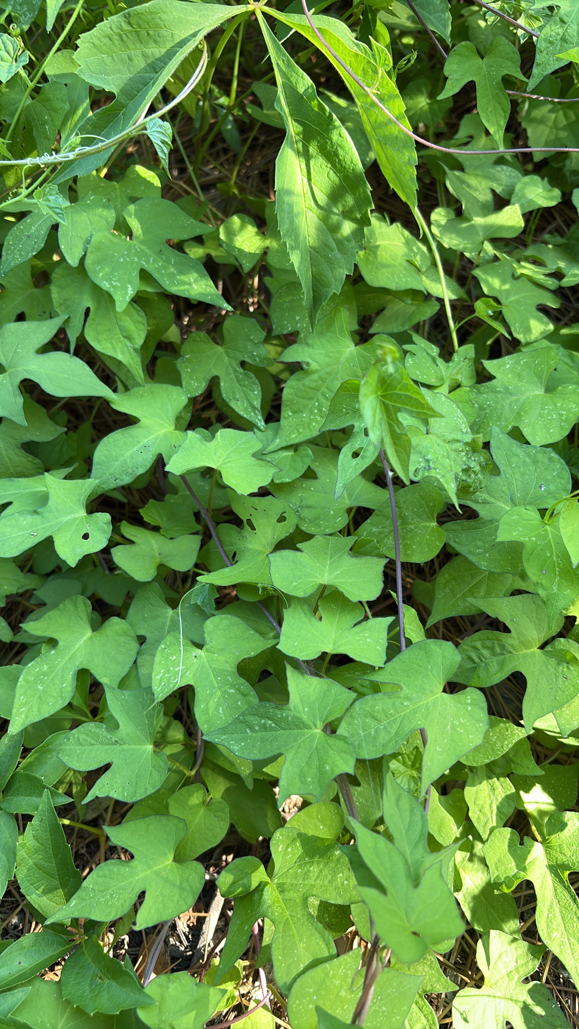 Lush green leaves with varying shapes, some showing water droplets, cover the ground.