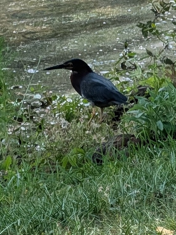 A green heron stands near the water's edge, surrounded by grass and plants.