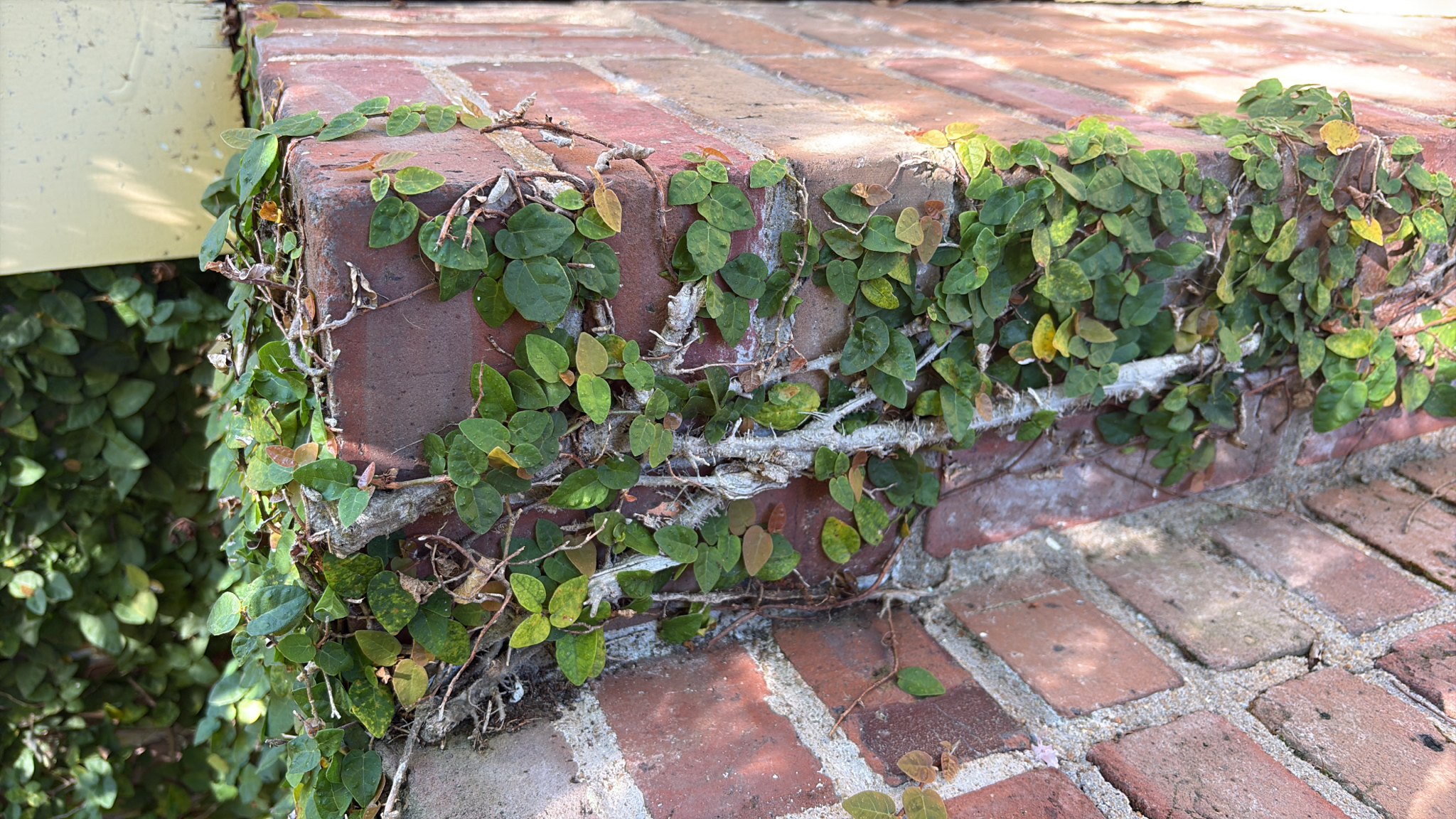 Vines with green leaves cover a brick ledge, blending with the surrounding brick surface.