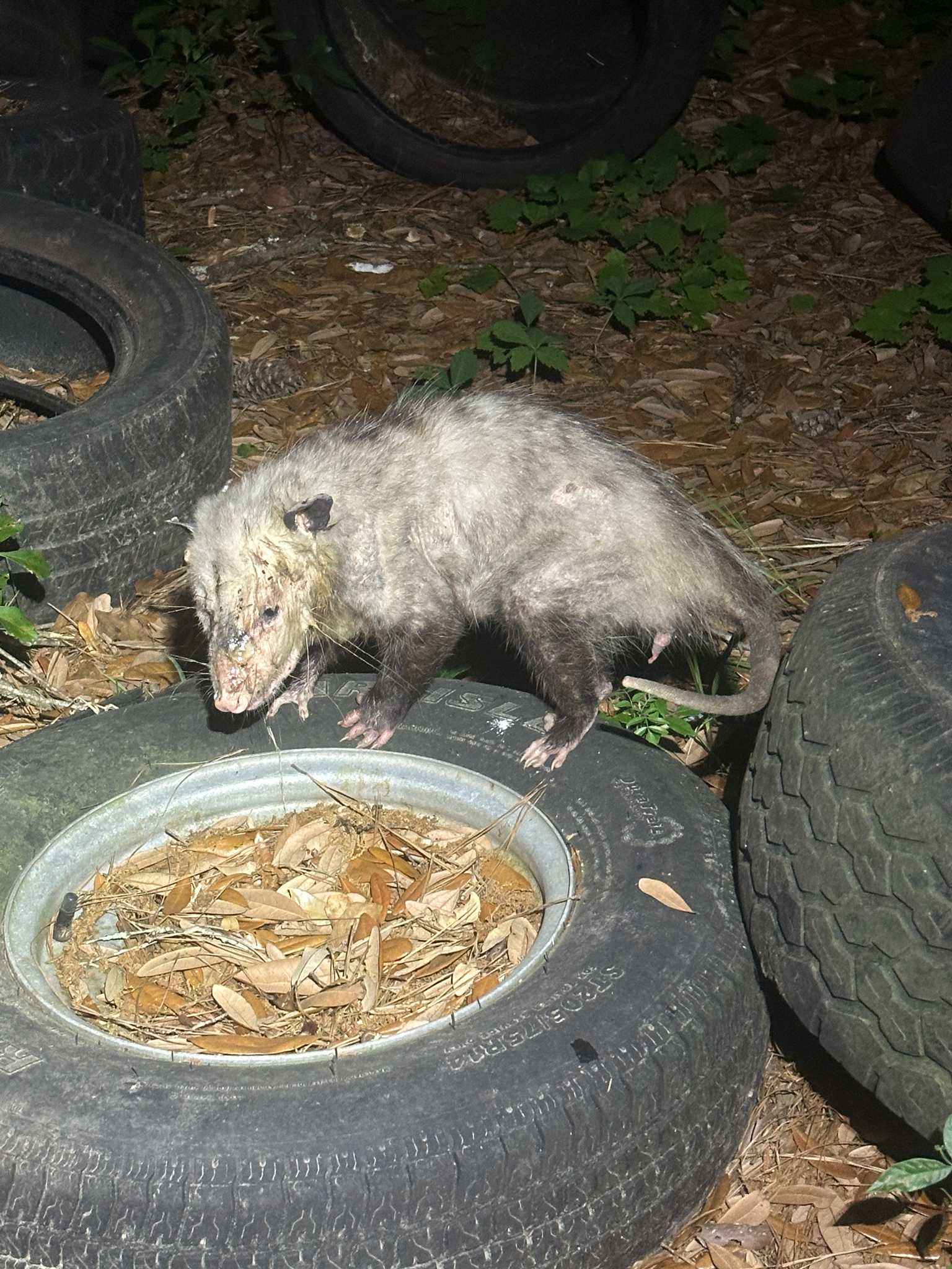 A small, scruffy animal stands on a tire, looking into a circular opening filled with leaves.