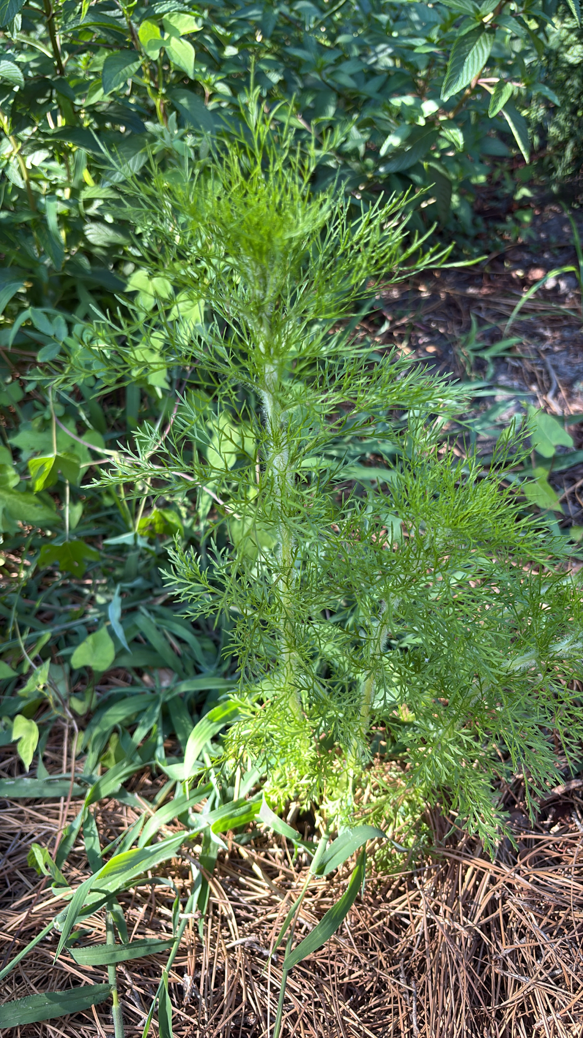 A green, feathery plant grows among grass and pine needles in a sunny area.