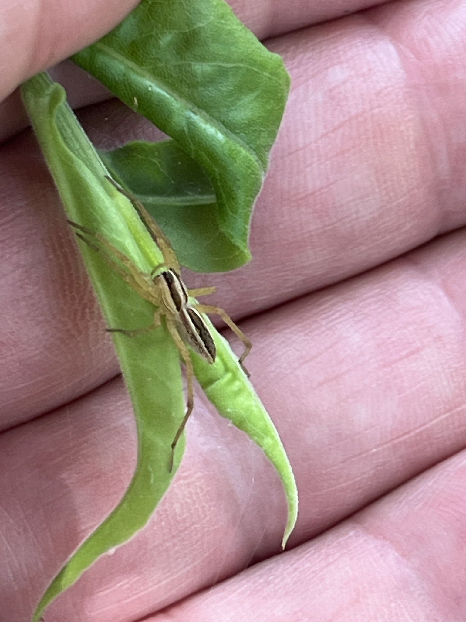 A spider rests on a green bean pod held in a hand.