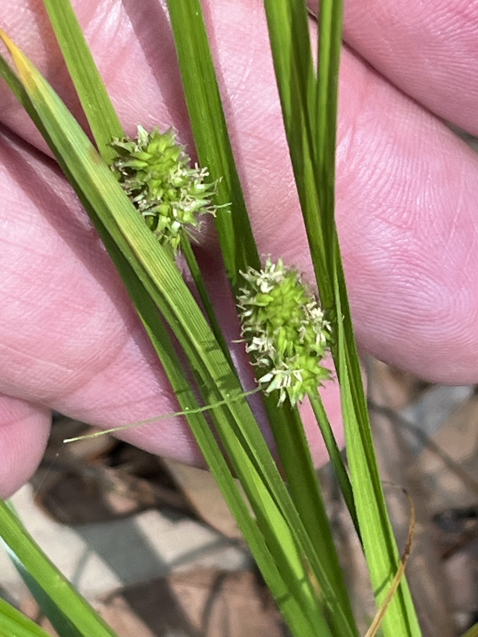 A hand holds green grass-like plants with small, spiky seed heads.