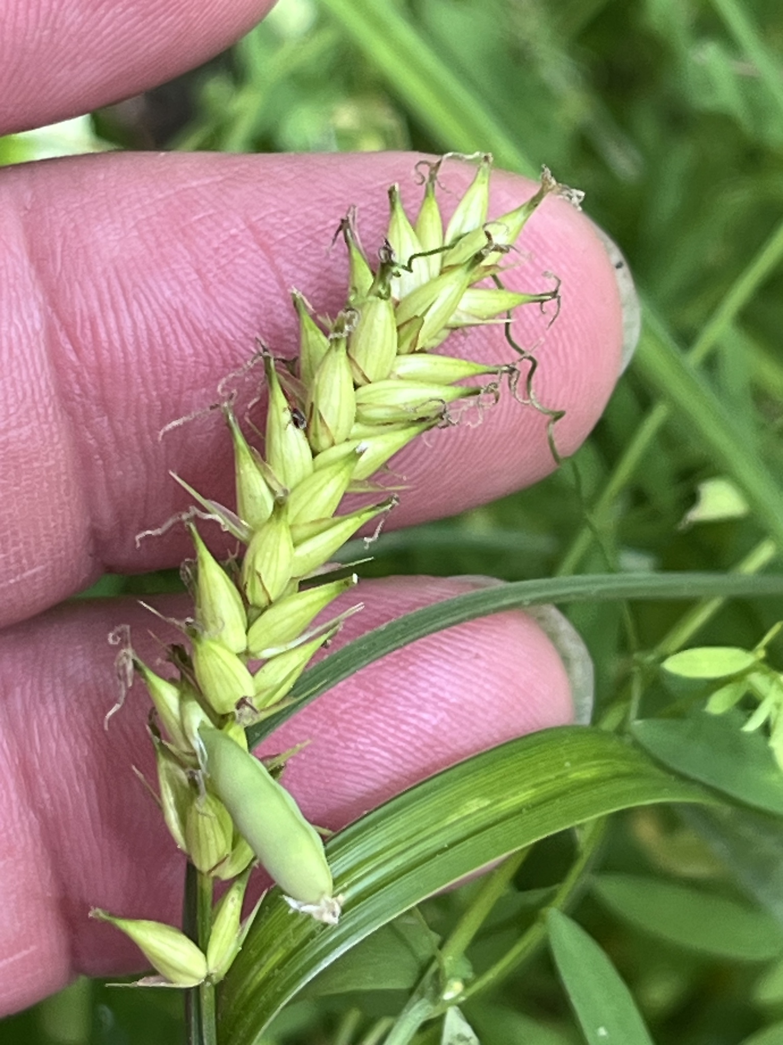 A hand holds a green plant with elongated seed heads and a green caterpillar resting on it.