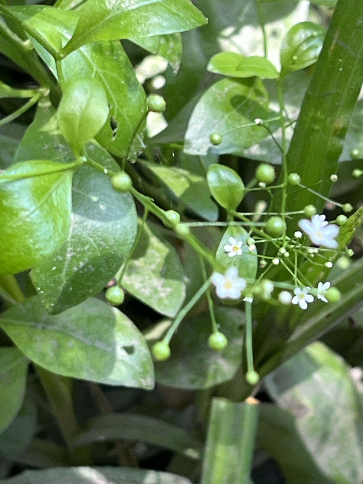 Green leaves with small white flowers and round green buds in a dense plant setting.