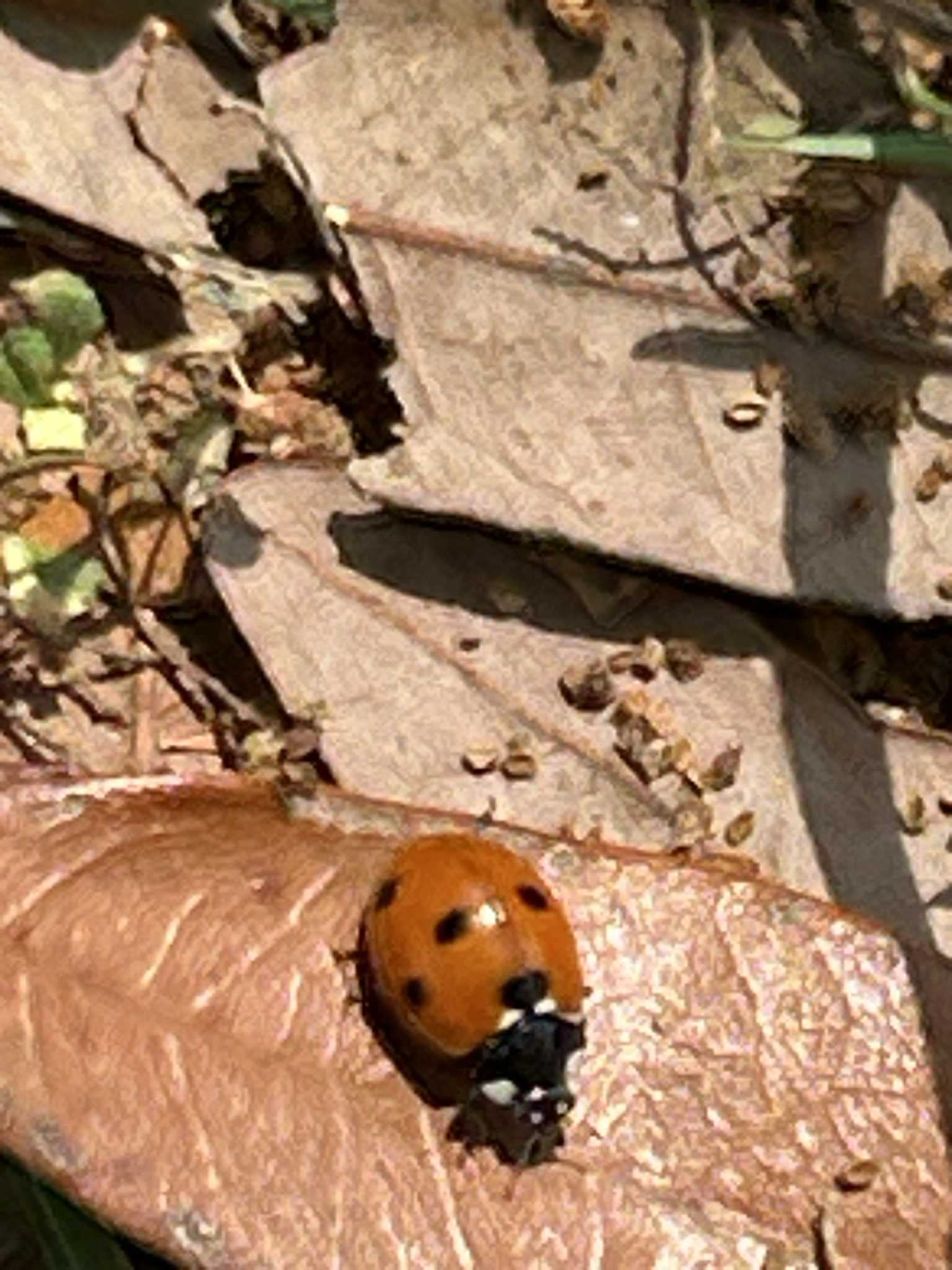 A ladybug crawls on a brown leaf among scattered twigs and soil.
