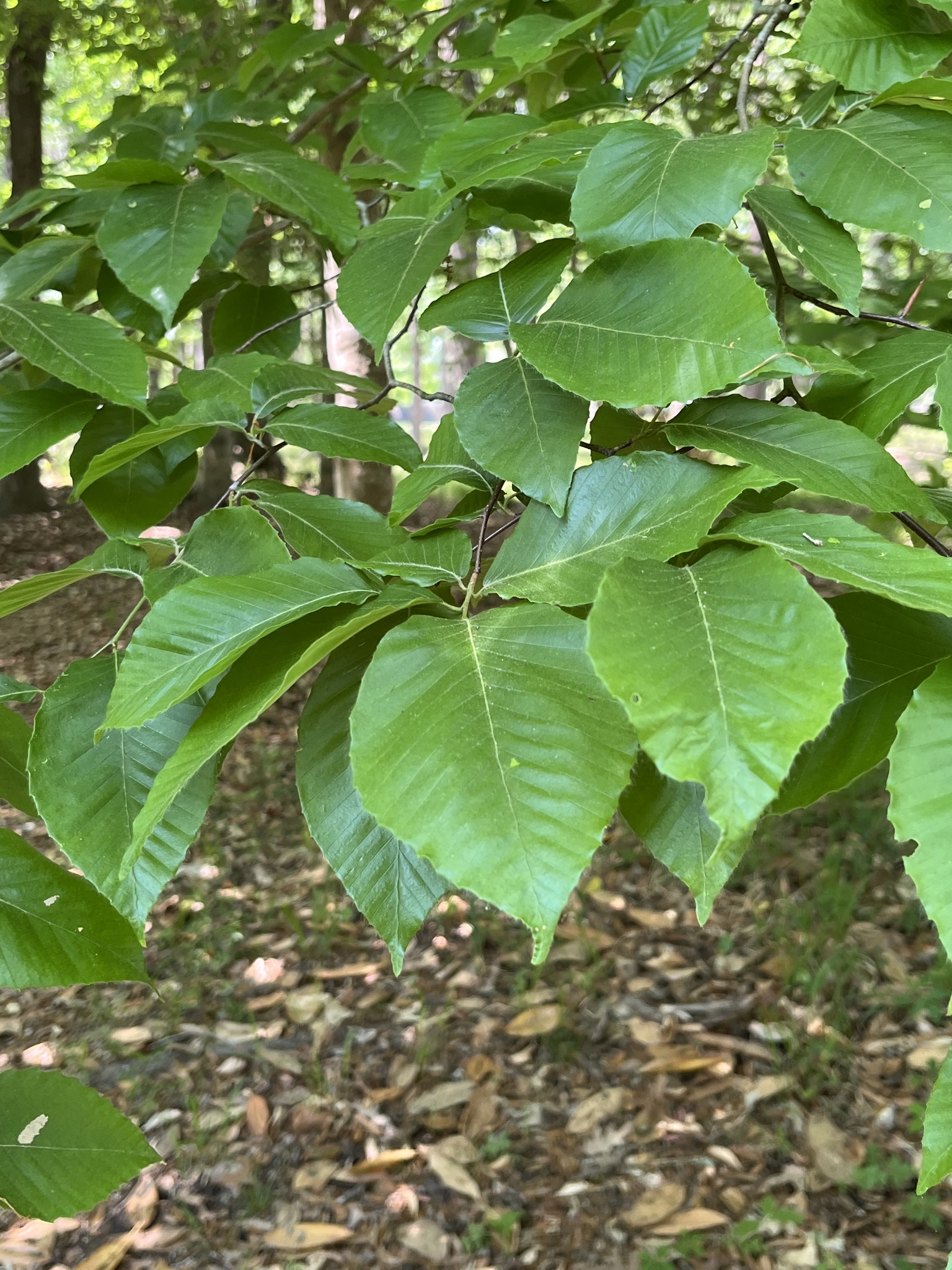 American Beech