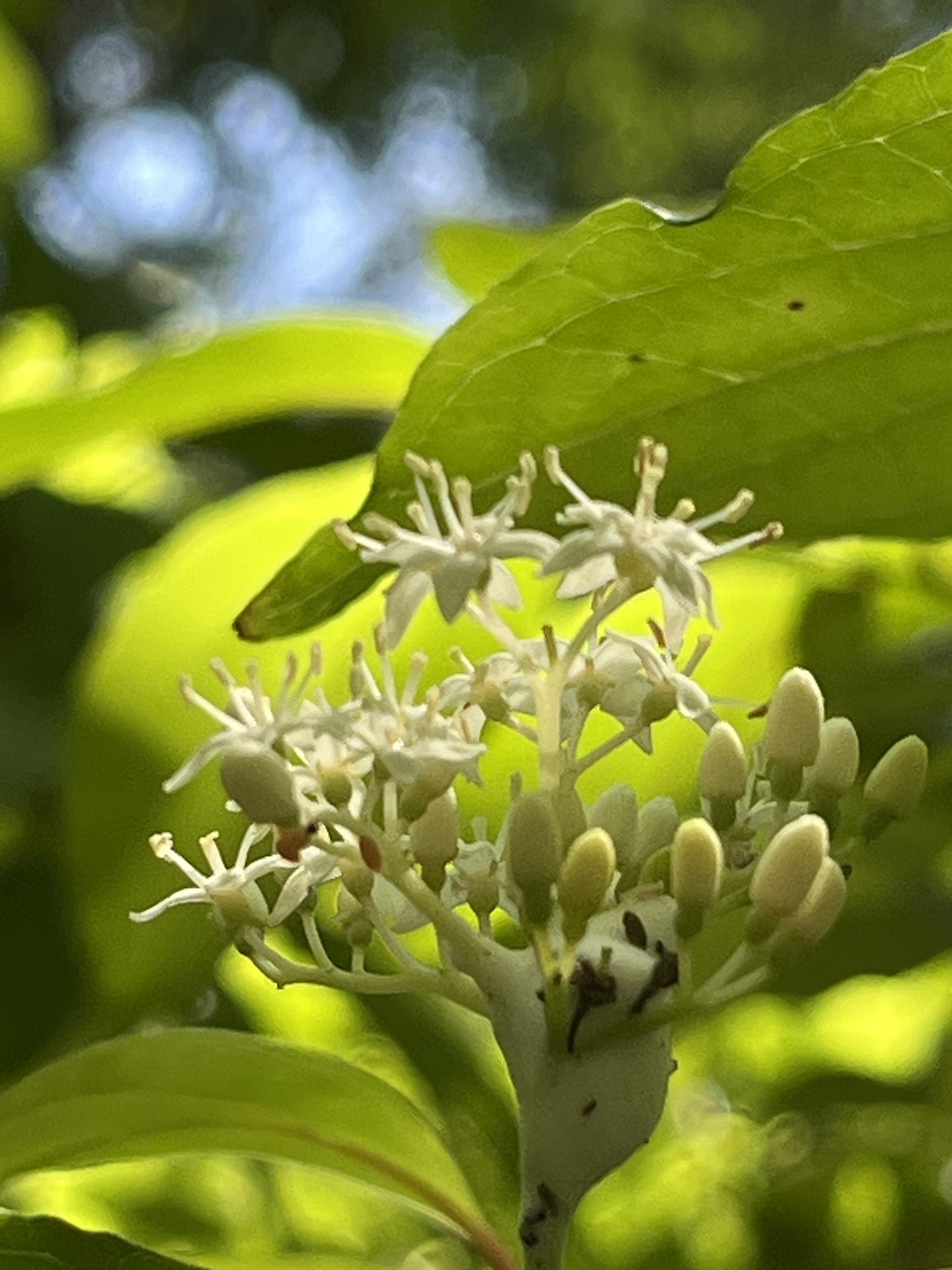 Cluster of small white flowers surrounded by green leaves, with sunlight filtering through.